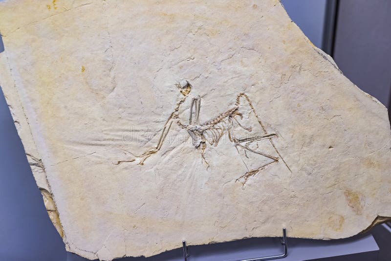 Tentoongestelde voorwerpen van oude fossielen van de flora en de fauna van het Antropologische Museum van M?nchen