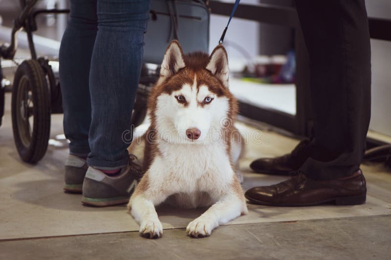 Tentoonstelling van honden, Bruine Siberische schor stock foto's Tentoonstelling van honden, Bruine Siberische schor stock foto's