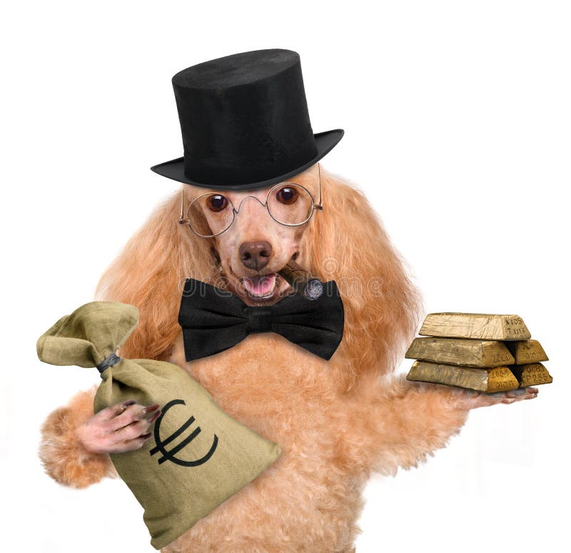 Tenuta del cane dei soldi fotografie stock Tenuta del cane dei soldi fotografie stock