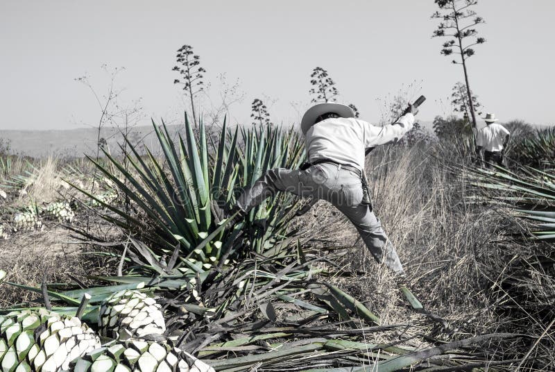 Tequila agave krajobraz nasycony roślinami w kolorze zdjęcia stock