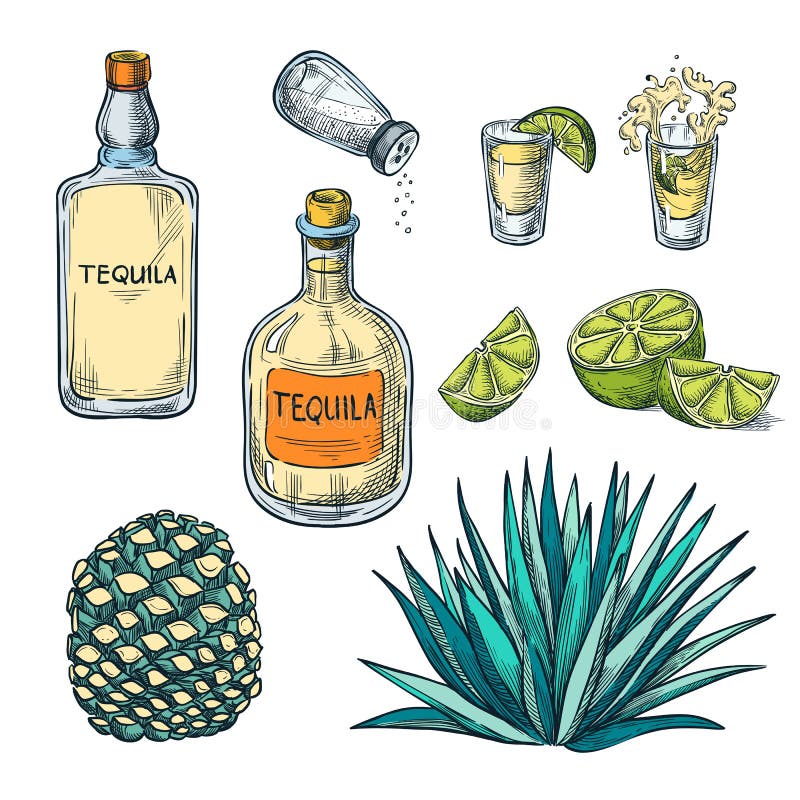 Tequila butelka, strzału szkło i agawa, zakorzeniamy, wektorowa koloru nakreślenia ilustracja Meksykańscy alkoholów napojów menu