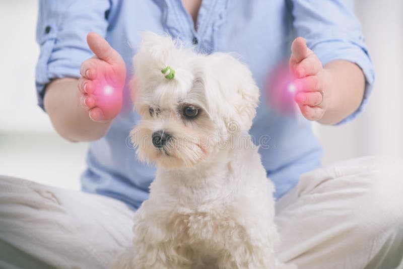 Woman doing Reiki therapy for a dog, a kind of energy medicine. Woman doing Reiki therapy for a dog, a kind of energy medicine