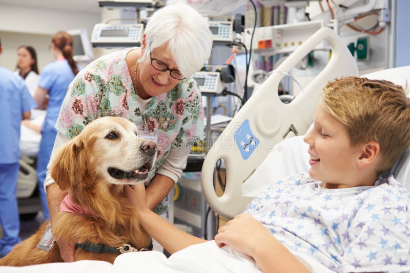 Terapia Psi Odwiedza Młody Męski pacjent W szpitalu