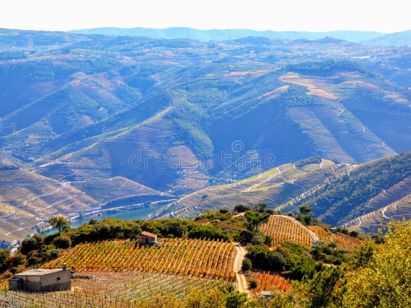 Terassenförmig angelegte Weinberge bilden die Abhänge von Portugal-` s Duero River Valley