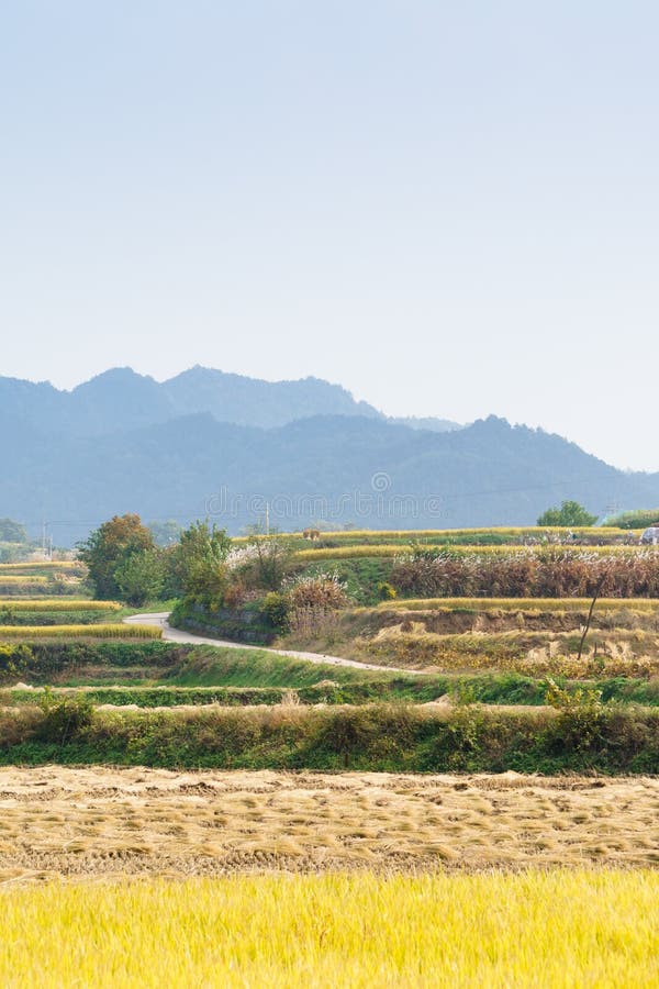 Terassenförmig angelegtes Reisfeld im Herbst lizenzfreie stockfotos Terassenförmig angelegtes Reisfeld im Herbst lizenzfreie stockfotos