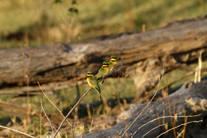 The Little Bee-Eater is a near passerine bird in the bee-eater family Meropidae. The Little Bee-Eater is a near passerine bird in the bee-eater family Meropidae.