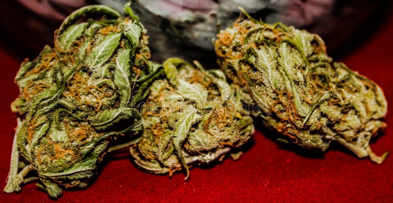 Tercet Medyczni marihuana pączki obraz royalty free Tercet Medyczni marihuana pączki obraz royalty free