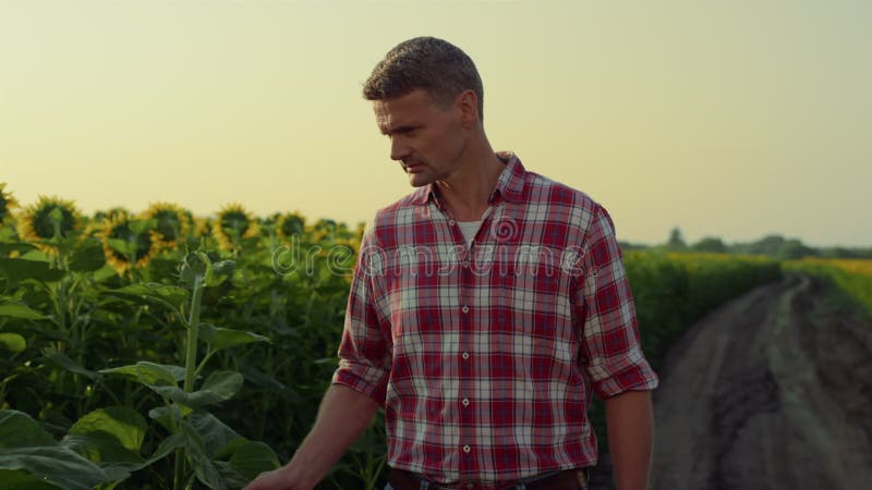 Teren de mers pe jos pentru agricultori concentrați. agrară de succes examinează frunzele de floarea-soarelui stock video