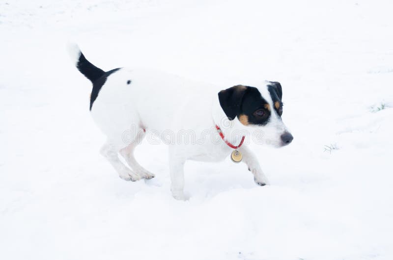 terier jack Russell E Chodzić outdoors w zimie obrazy stock terier jack Russell E Chodzić outdoors w zimie obrazy stock