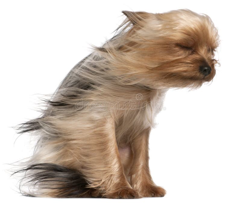 Yorkshire Terrier with hair in the wind, 1 year old, sitting in front of white background. Yorkshire Terrier with hair in the wind, 1 year old, sitting in front of white background