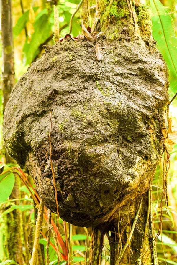 Termitaria i Amazonia arkivfoton Termitaria i Amazonia arkivfoton