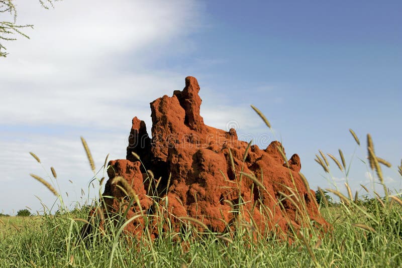termite för 46 mound royaltyfri fotografi termite för 46 mound royaltyfri fotografi