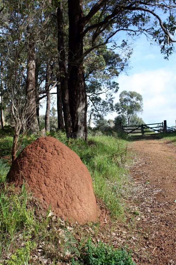 Termite Nest Australia stock photography
