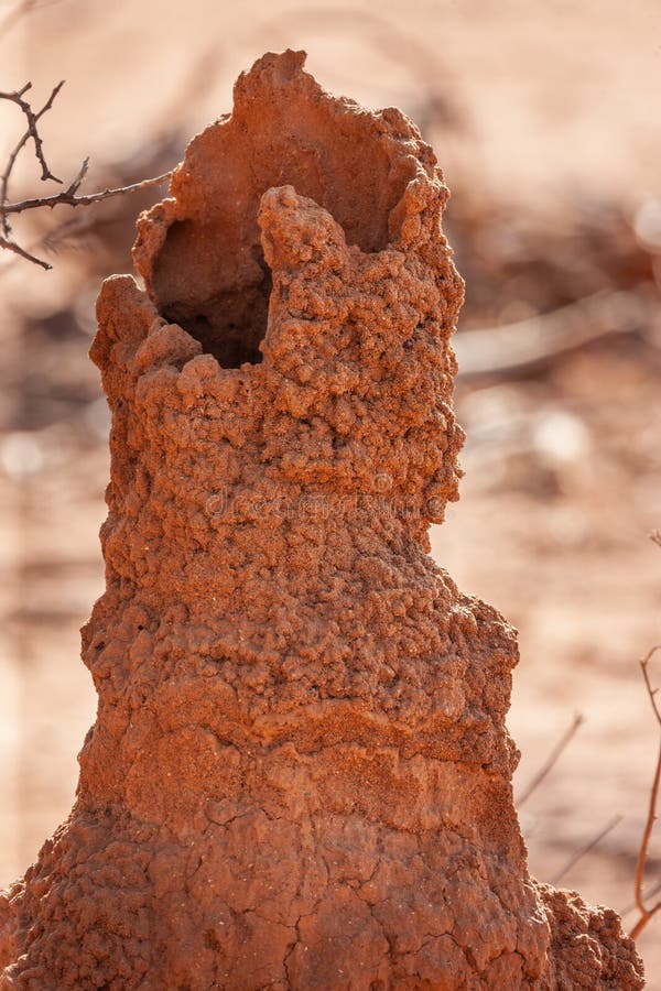 Termite nest royalty free stock photography