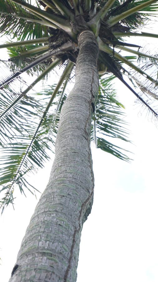Termite nest in coconut tree stock photo