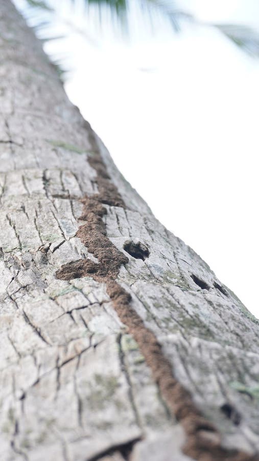 Termite nest in coconut tree royalty free stock photos