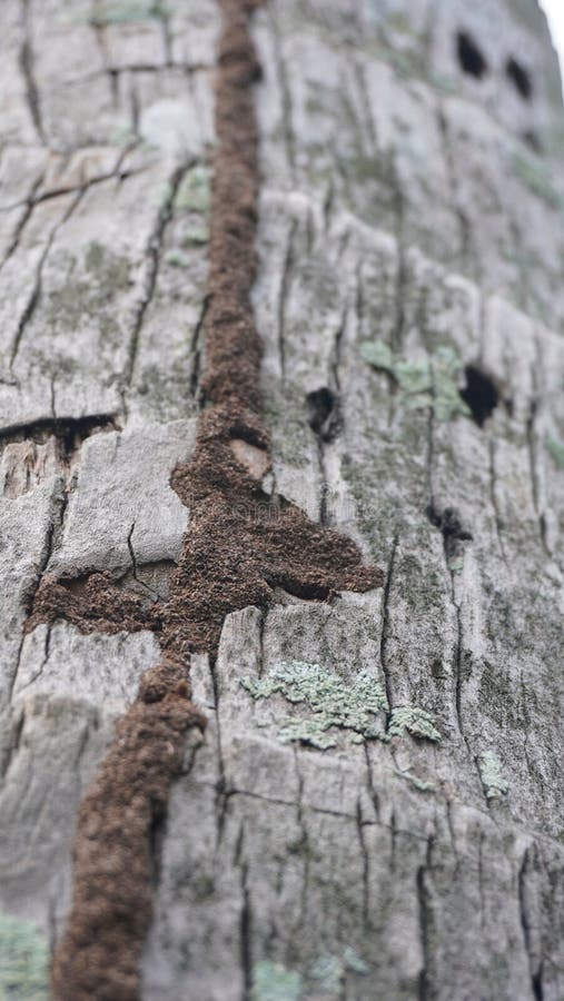 Termite nest in coconut tree royalty free stock photo