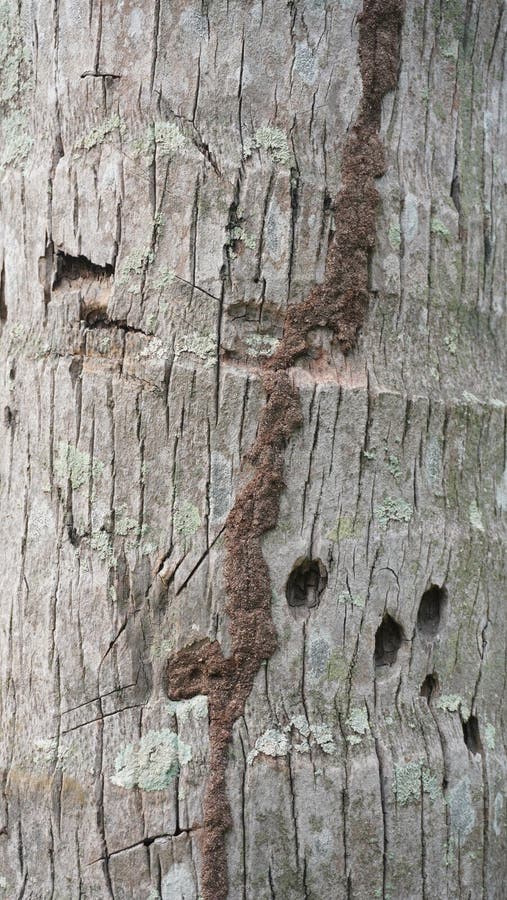 Termite nest in coconut tree royalty free stock photography