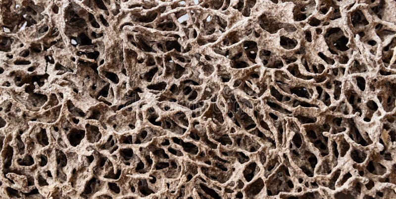 Termite nest that eat wood and paper the house royalty free stock images