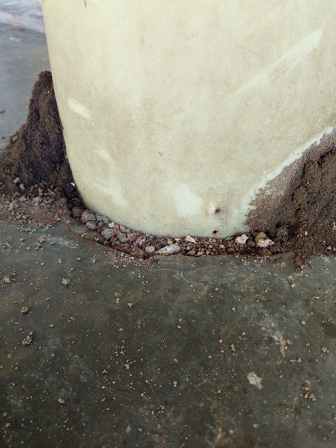 A termite nest farming at the base of a pole. , & x22 royalty free stock images.