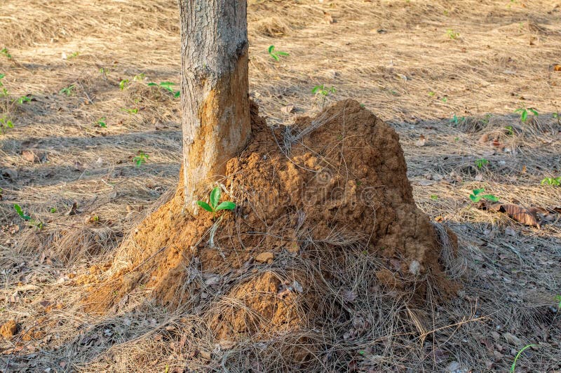 Termite Nest on Ground and Pine Tree Stock Image Image of mound