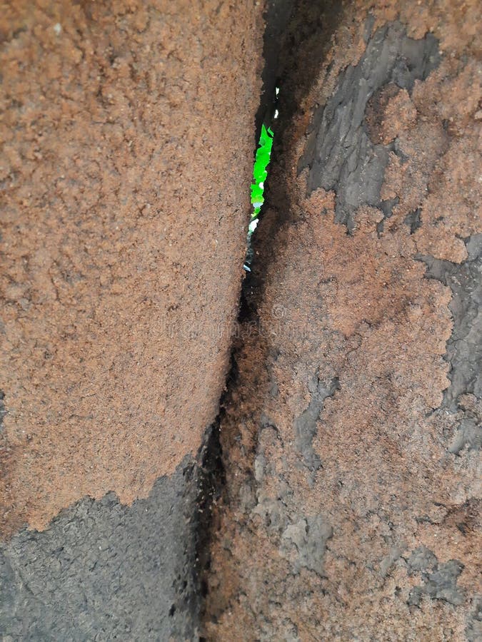 Termite nest on a mango tree. royalty free stock photography