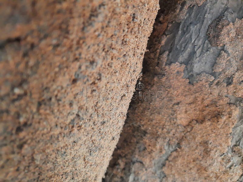 Termite nest on a mango tree. stock images