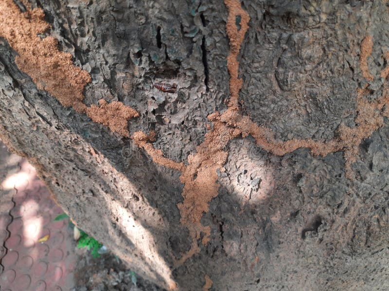 Termite nest on a mango tree. stock photos