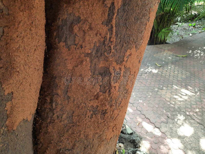 Termite nest on a mango tree. royalty free stock image
