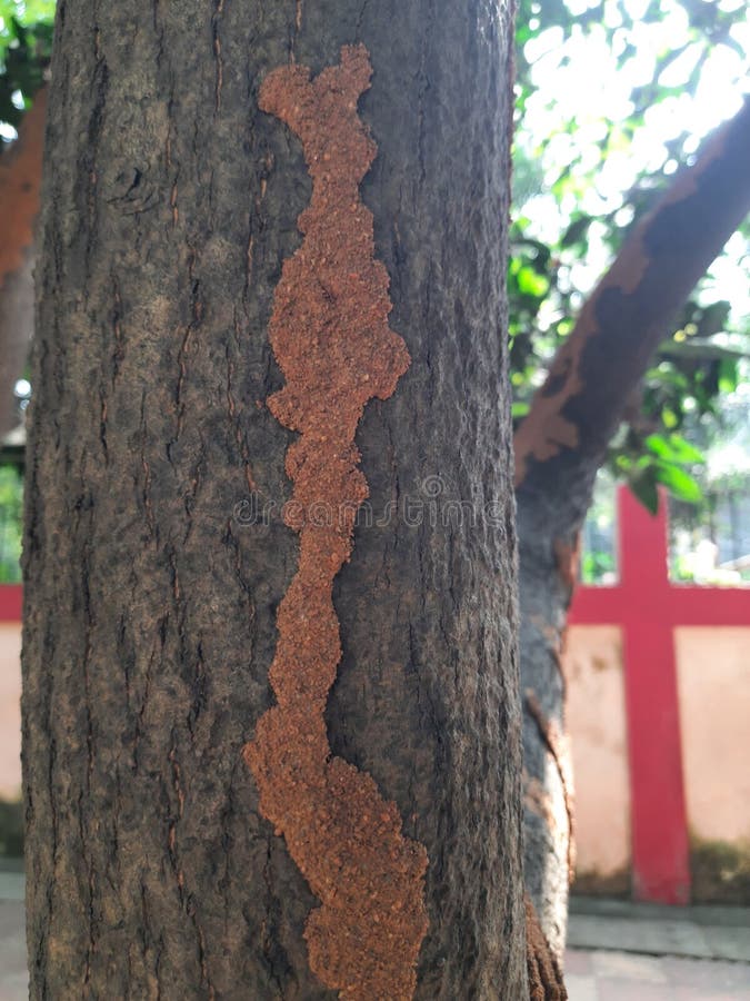 Termite nest on a mango tree. royalty free stock photos