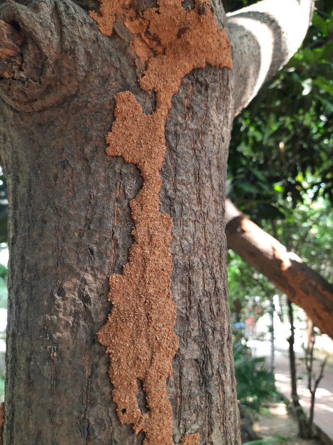 Termite nest on a mango tree. royalty free stock photo