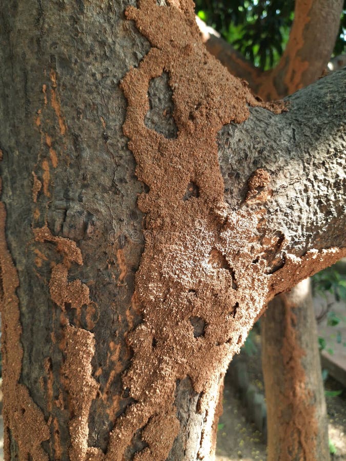 Termite nest on a mango tree. stock images