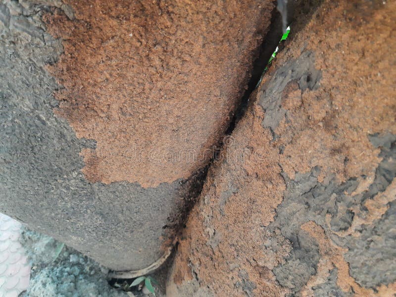 Termite nest on a mango tree. royalty free stock images