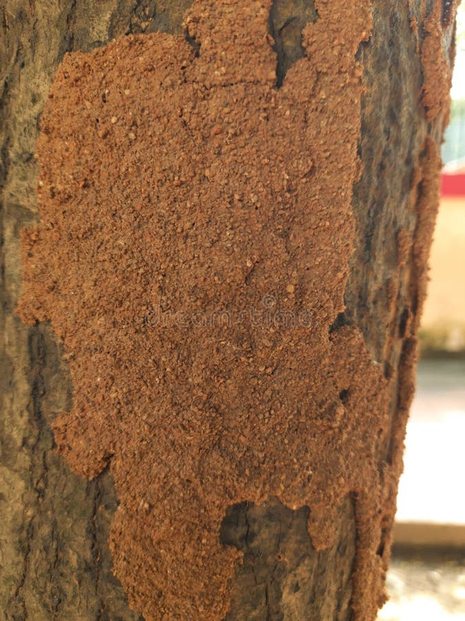 Termite nest on a mango tree. stock images