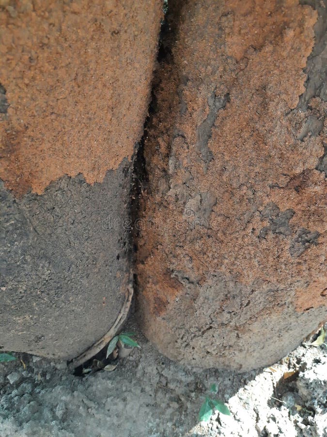 Termite nest on a mango tree. stock photography