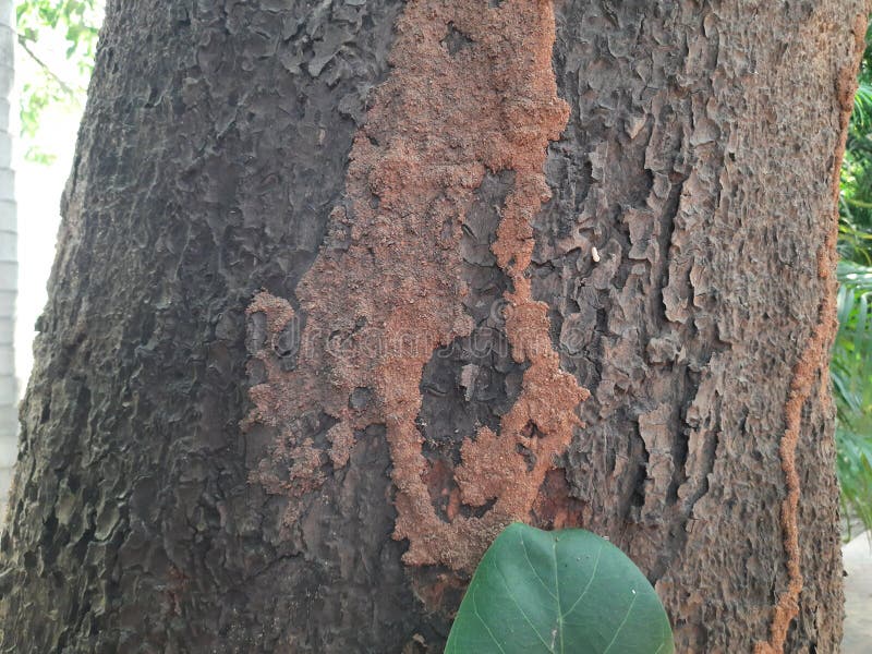 Termite nest on a mango tree. royalty free stock images