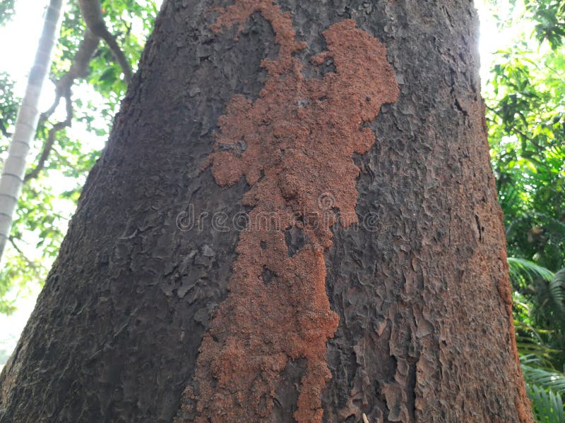 Termite nest on a mango tree. royalty free stock photography
