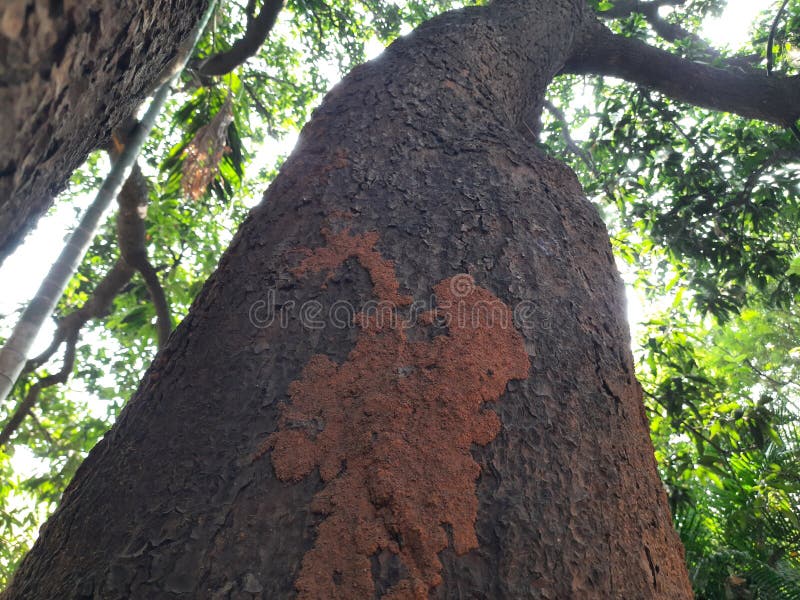 Termite nest on a mango tree. stock photo