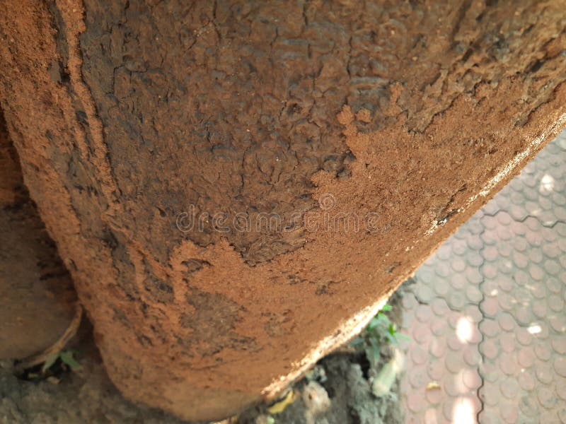 Termite nest on a mango tree. royalty free stock photography