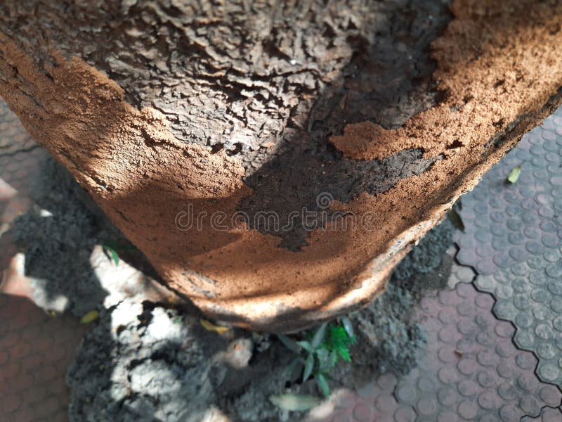 Termite nest on a mango tree. royalty free stock photos