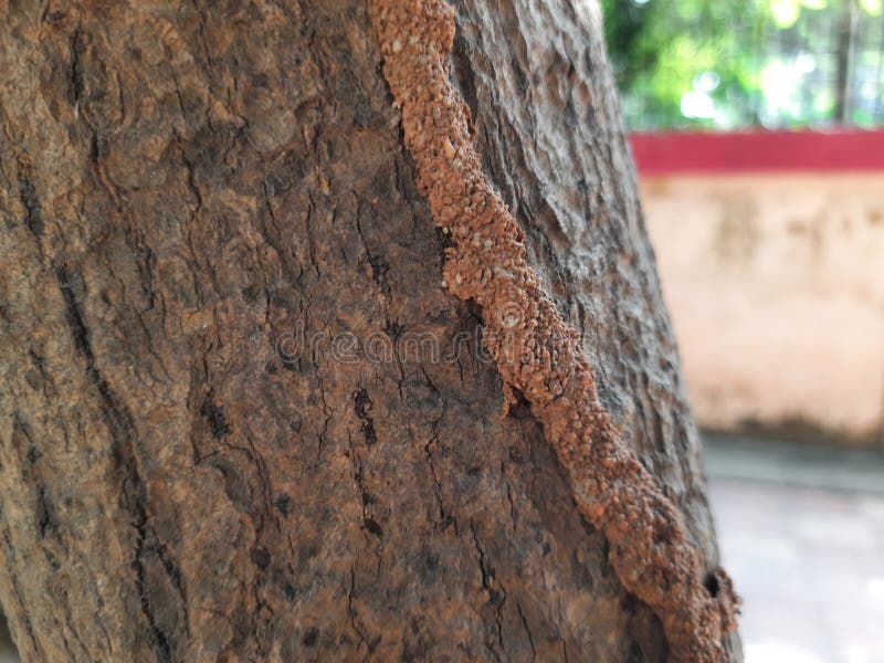 Termite nest on a mango tree. royalty free stock photo