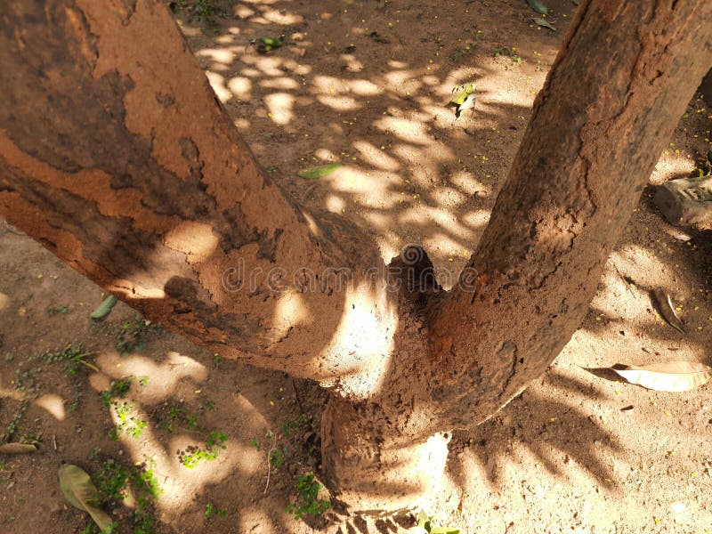 Termite nest on a mango tree. stock photo