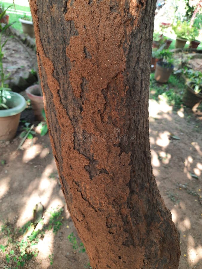 Termite nest on a mango tree. royalty free stock images