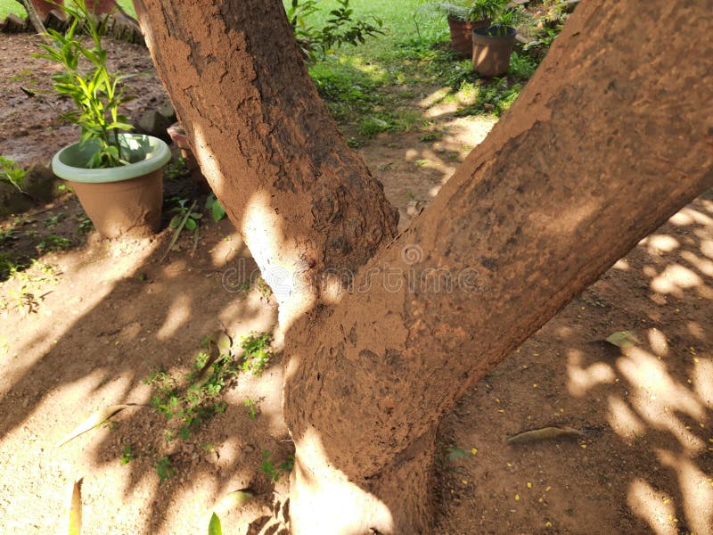 Termite nest on a mango tree. stock images