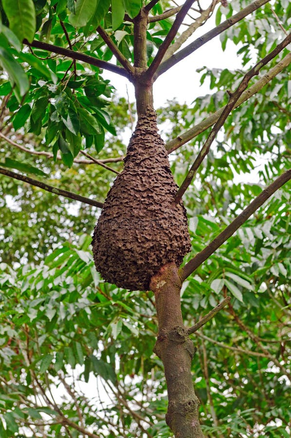 Termite Nest in the Rain forest Canopy royalty free stock photography
