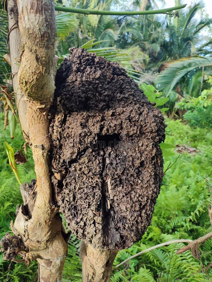 Termite nest in a tree, green grass in the background stock photo