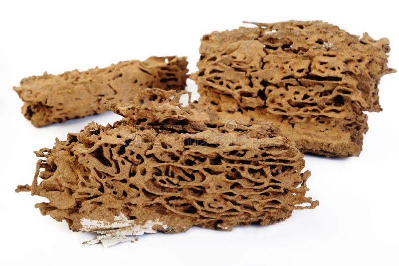 Termite nest stock photo