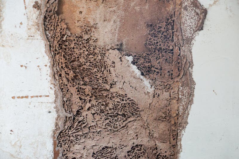 Termite nest royalty free stock photography