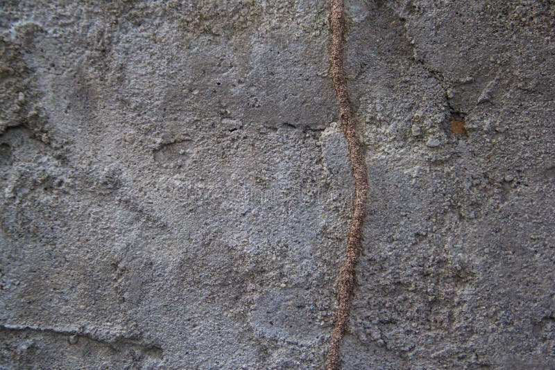 Termites beton Termites beton