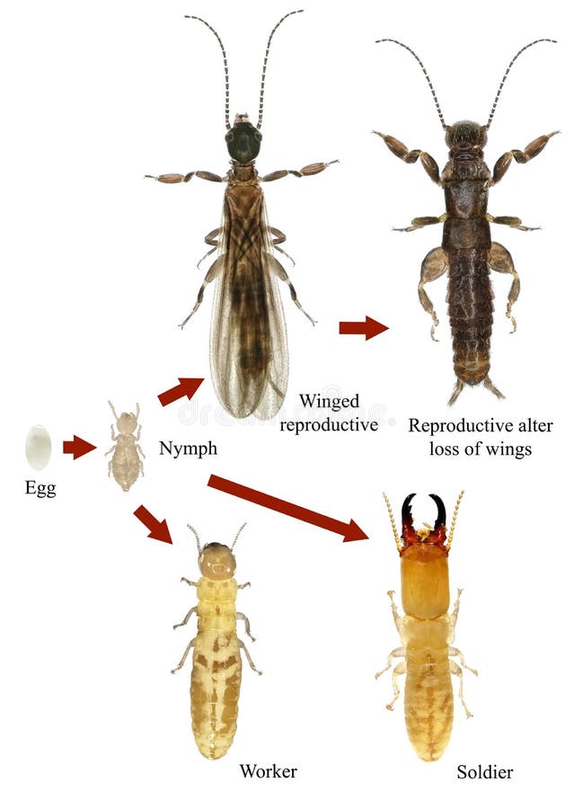 Jumping Spider  Longhorn Termite & Pest Control